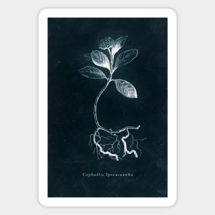 Cyanotype - Cephaelis Ipecacuanha Sticker